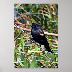 Rotgeflügelte Amsel Poster