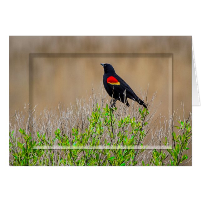 Rotgeflügelte Amsel - SUMPFGEBIET-SAMMLUNG - (Vorderseite (Horizontal))