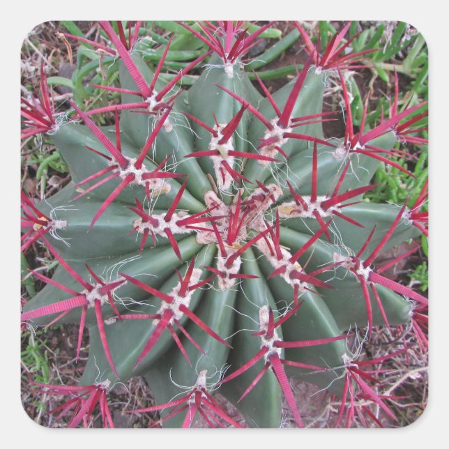 Rotgrüner Barrel Cactus Südwest Pflanze Fotografie Quadratischer Aufkleber (Vorderseite)