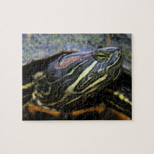 Rothaardieb, Trachemys scripta elegans, 2