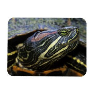 Rothaardieb, Trachemys scripta elegans, 2 Magnet