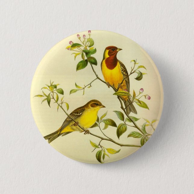 Rothaarige FlaggeEmberiza bruniceps Button (Vorderseite)