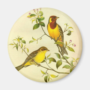 Rothaarige FlaggeEmberiza bruniceps Magnet