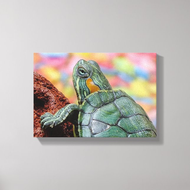 Rothaarschildkröte Leinwanddruck (Vorderseite)