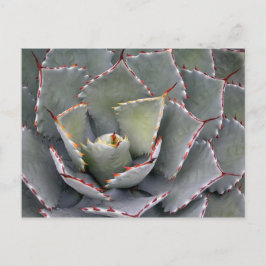 Rothackagave Postkarte