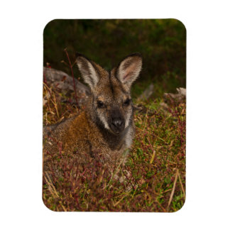Rothackige Wallaby Magnet