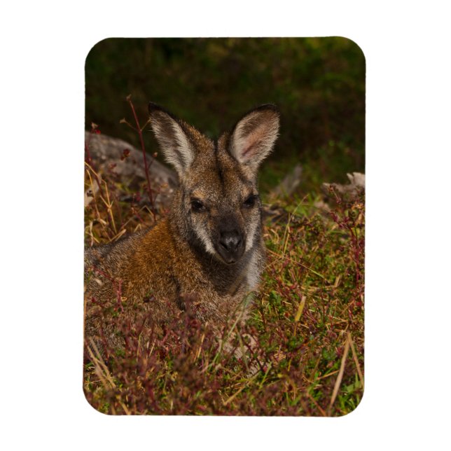 Rothackige Wallaby Magnet (Vertikal)