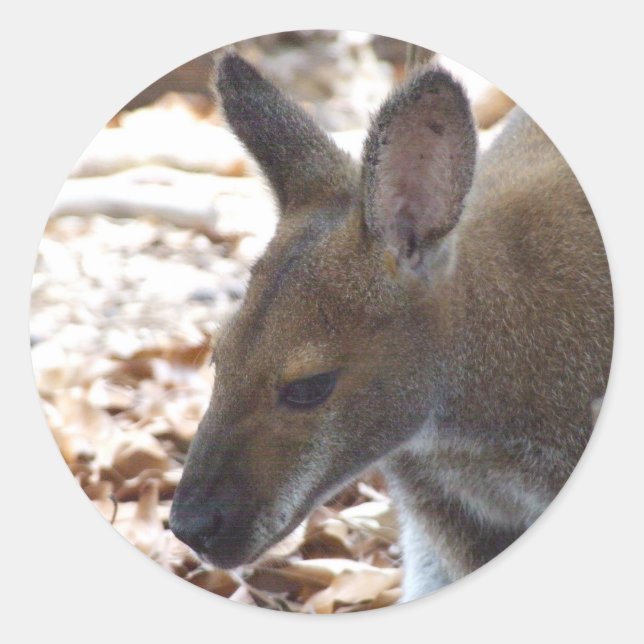Rothalsiger Wallaby-Aufkleber Runder Aufkleber (Vorderseite)