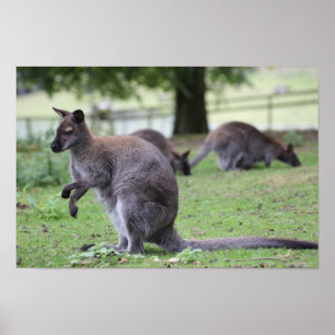 Rothalsiger Wallaby Poster