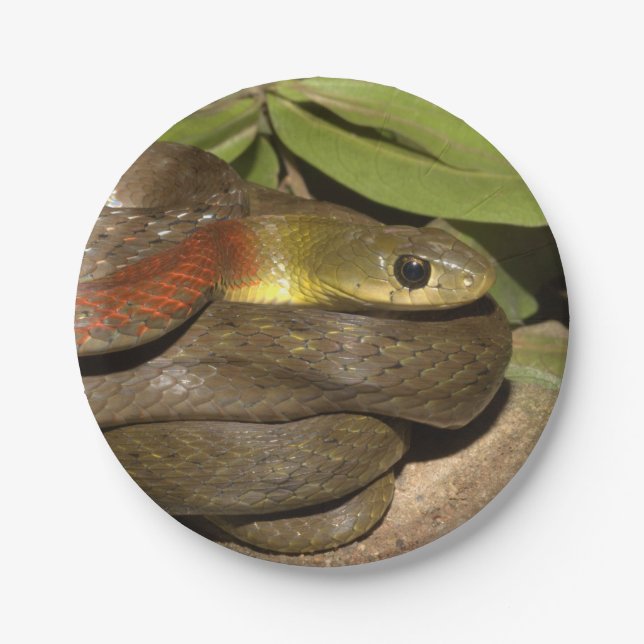 Rothalsiges keelback pappteller (Vorderseite)