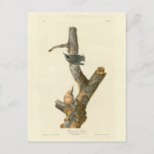 Rothatch - Audubons Vögel von Amerika Postkarte