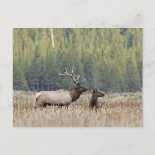 Rothirsch auf einer Wiese   Yellowstone-Nationalpa Postkarte