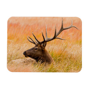 Rothirsch (Cervus Elaphus) ruhend im Wiesen Gras Magnet