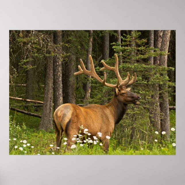 Rothirsch im Samt, Kanada Poster (Vorne)