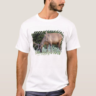 Rothirsch mit Geweih im Samt beim Grasen T-Shirt