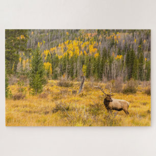 Rothirsch Rocky Mountain National Park Colorado