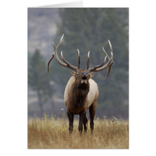 Rothirsch röhrt, Yellowstone NP, Wyoming 2