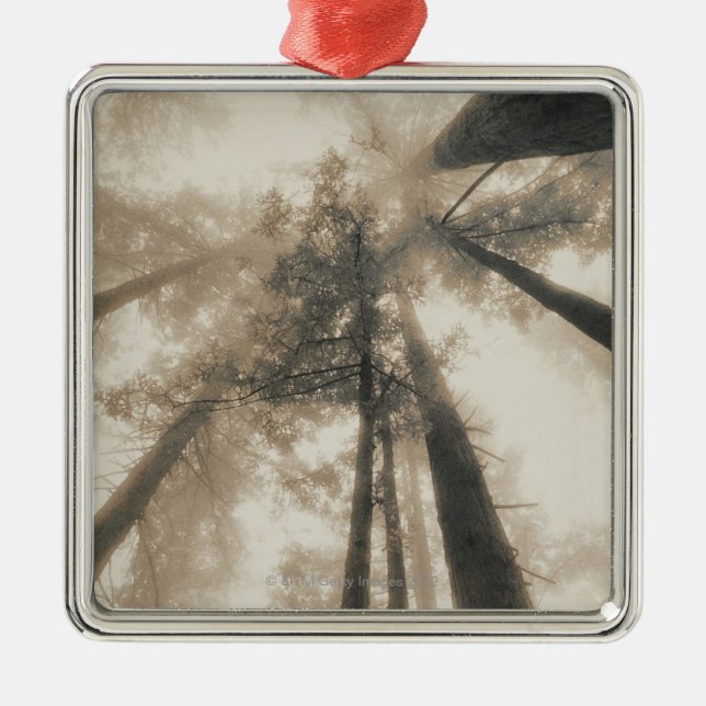 Rotholz-Wald, Nordkalifornien Ornament Aus Metall (Vorne)