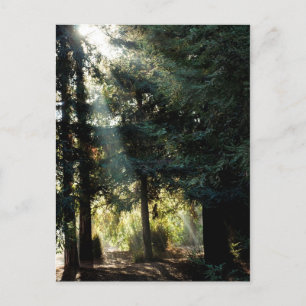 Rotholzbäume am Morgen Postkarte