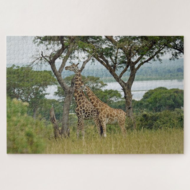 Rothschild-Giraffes Ouganda. Jigsaw Puzzle (Horizontal)