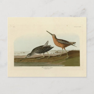 Rothühner Snipe aus Audubons Vögeln in Amerika Postkarte