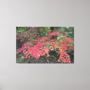 Rotjapanischer Ahorn Leinwanddruck