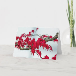 Rotjapanischer Ahornbaum Karte