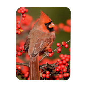 Rotkardinal an Gewöhnlicher Winterbeere Magnet