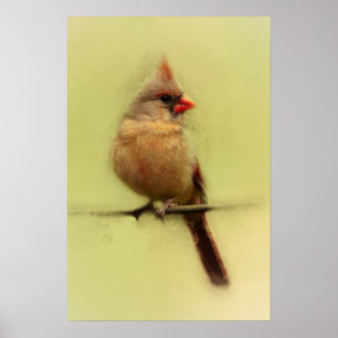 Rotkardinal-Singvogel Poster