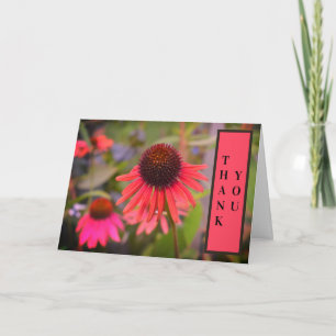 Rotkegelblumen Echinacea Danke