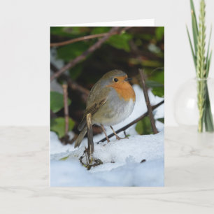 Rotkehlchen an Weihnachten im Schnee Karte