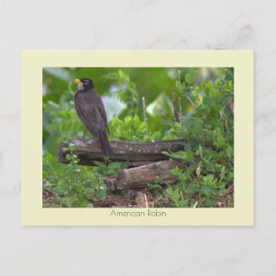 Rotkehlchen-Foto-Postkarte Postkarte