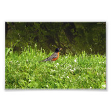 Rotkehlchen im Gras