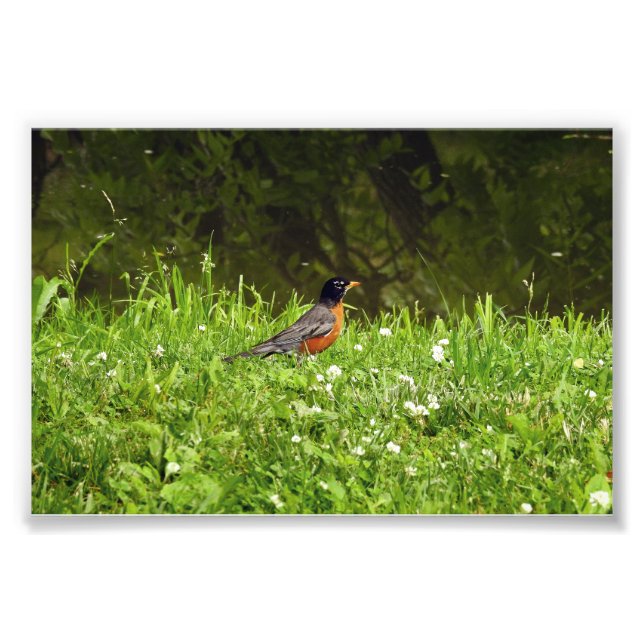 Rotkehlchen im Gras Fotodruck (Vorne)