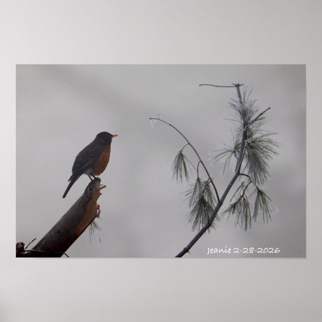 Rotkehlchen im Winter Poster (Vorne)