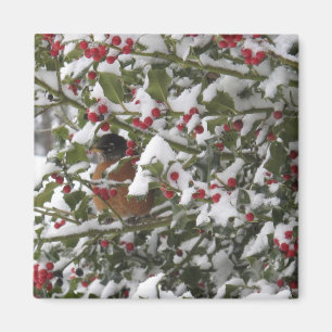 Rotkehlchen in einem heiligen Baum nach einem Schn Magnet