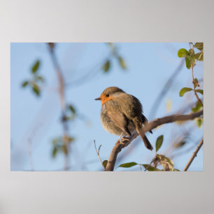Rotkehlchen-Naturfoto Poster
