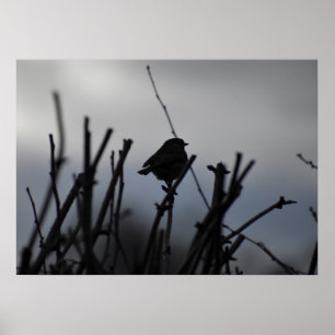 Rotkehlchen poster