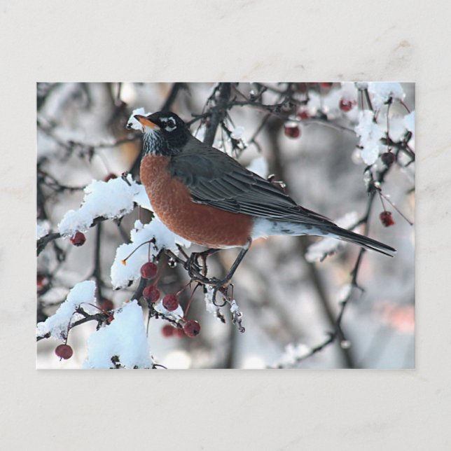 Rotkehlchen Postkarte (Vorderseite)