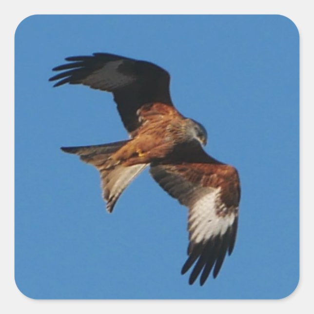 Rotklee Quadratischer Aufkleber (Vorderseite)