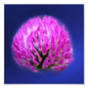 Rotklee Wildblume 8x8 Fotodruck
