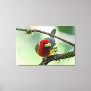 Rotkopf-Bartvogel (Männchen) in Costa Rica Leinwanddruck