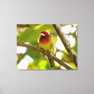Rotköpfiger Bartvogel (Männchen) im Regenwald Leinwanddruck