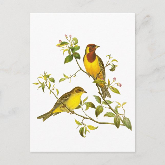 Rotkopfjagd Postkarte (Vorderseite)