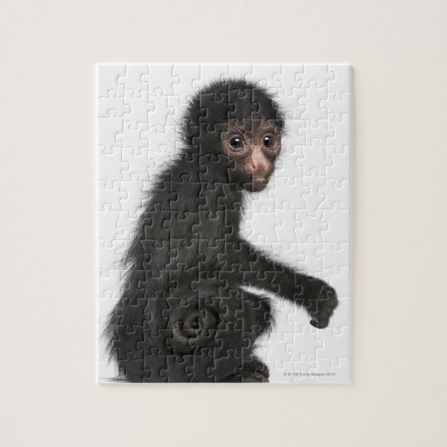 Rotkopfspinne - Ateles paniscus (3 (Vertikal)