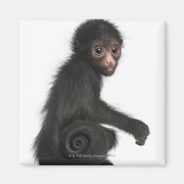 Rotkopfspinne - Ateles paniscus (3 Magnet (Vorne)