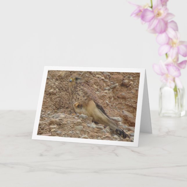 Rotkopfvogel, Falco Tinnunculus Karte (Orchidee)