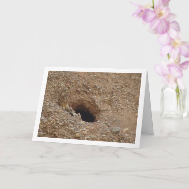 Rotkopfvogel, Falco Tinnunculus Karte (Orchidee)