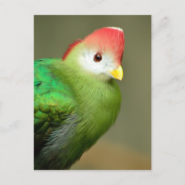 Rotkreuzer Turaco-Vogel Postkarte (Vorderseite)