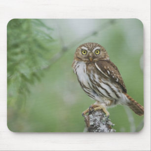 Rötliche Zwergkauz, Glaucidium brasilianum, 3 Mousepad